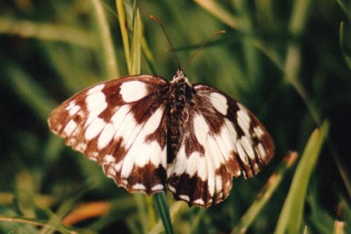 Melanargia galathea